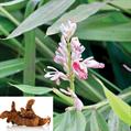 lesser galangal